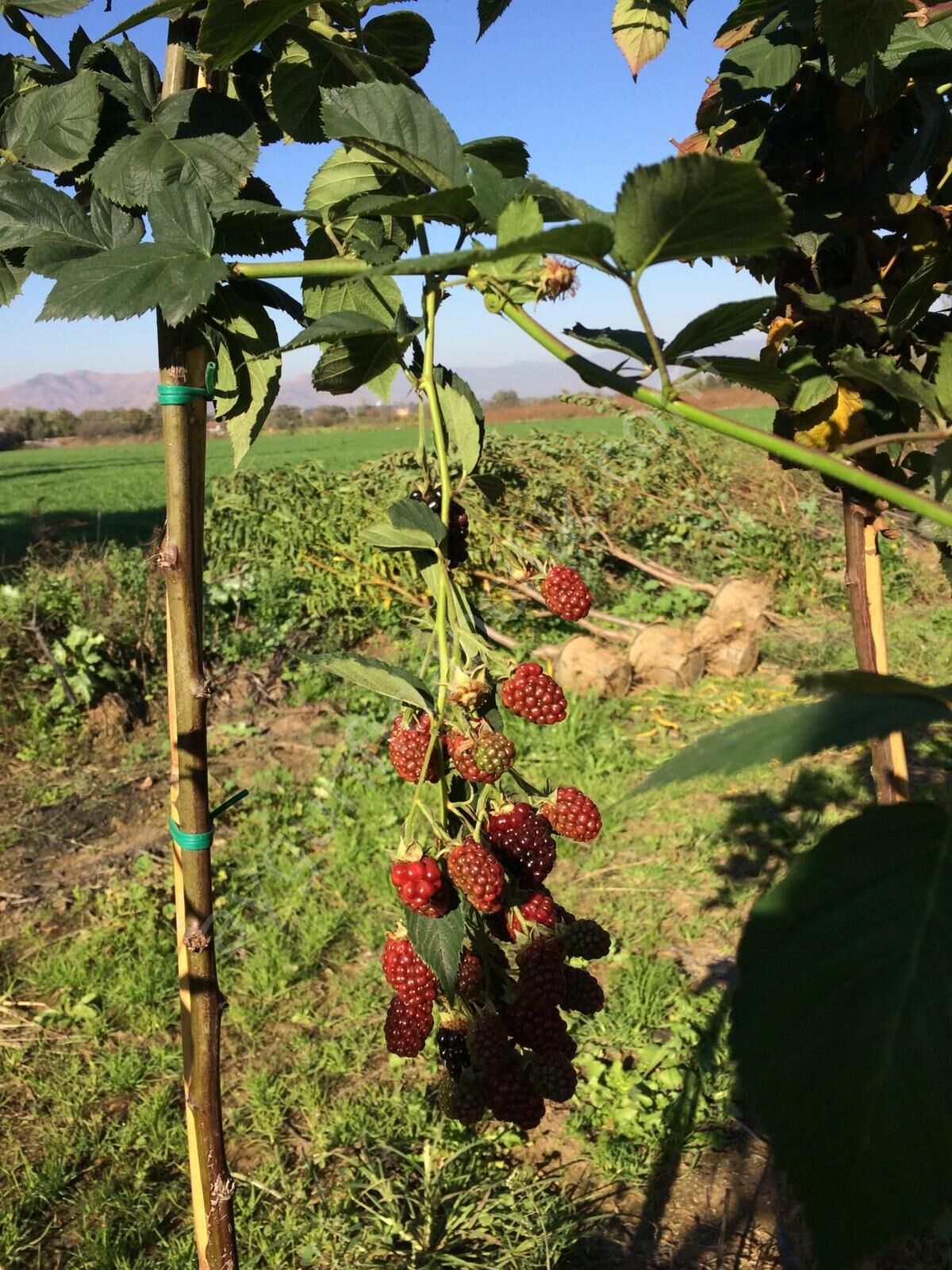 Dikensiz Jumbo Böğürtlen Fidanı