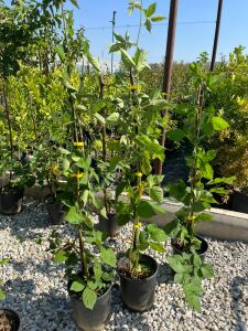 Dikensiz Jumbo Böğürtlen Fidanı