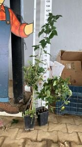 Dikensiz Jumbo Böğürtlen Fidanı