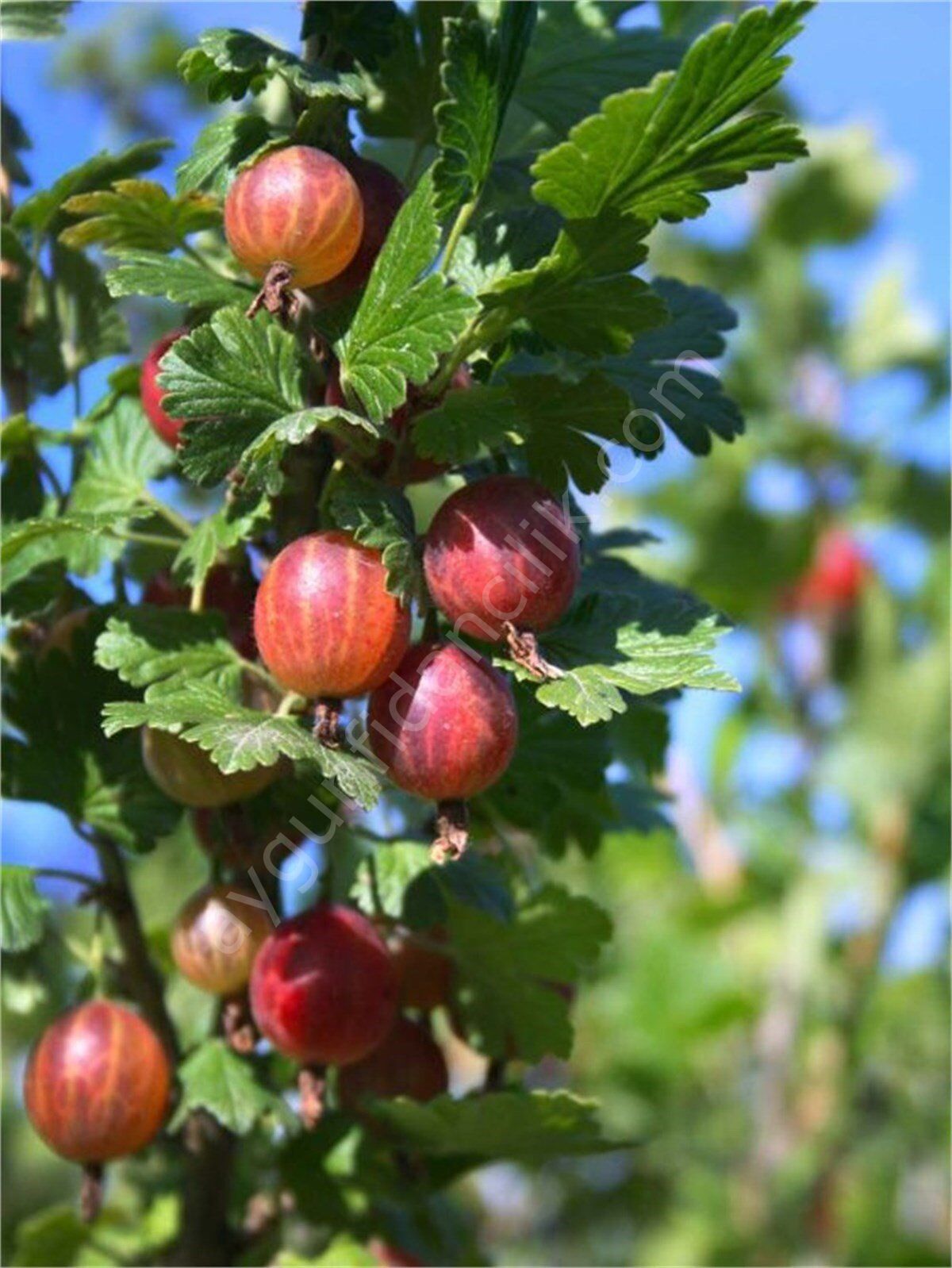 Bektaşi Üzümü Fidanı
