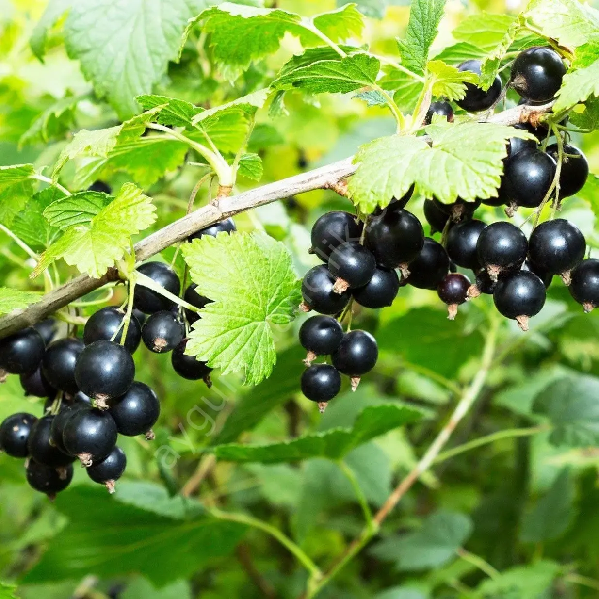 Frenk Üzümü Fidanı