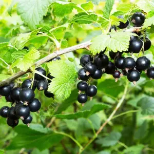 Frenk Üzümü Fidanı