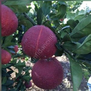 Kanlı Washington Portakal Fidanı