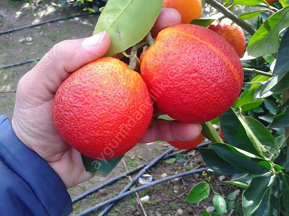 Kanlı Washington Portakal Fidanı