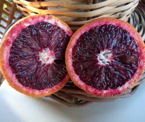 Kanlı Washington Portakal Fidanı