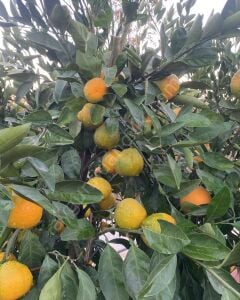 Satsuma Mandalina Fidanı