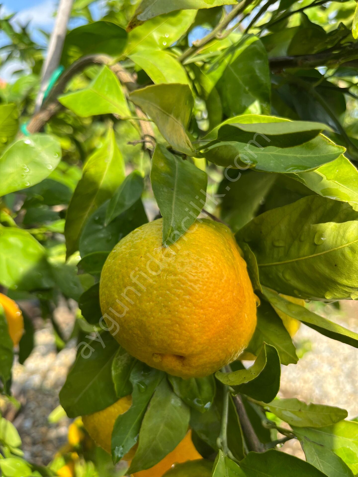 Satsuma Mandalina Fidanı