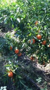 Klemantin Mandalina Fidanı