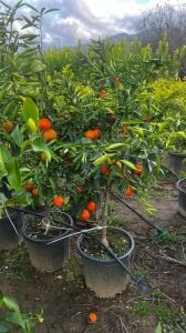 Klemantin Mandalina Fidanı