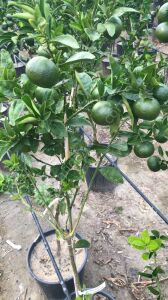 W.Murcott Mandalina Fidanı