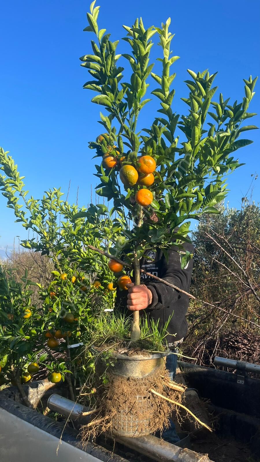 W.Murcott Mandalina Fidanı