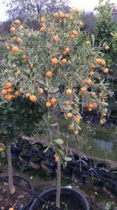 Alacalı Benjamin Fidanı