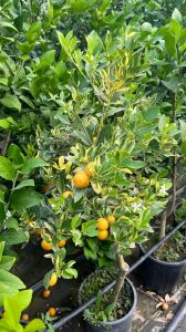 Alacalı Benjamin Fidanı