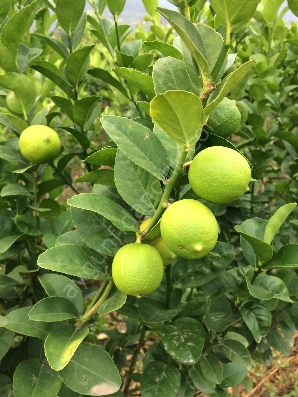 Tahiti Lime Fidanı Yeşil - Çekirdeksiz