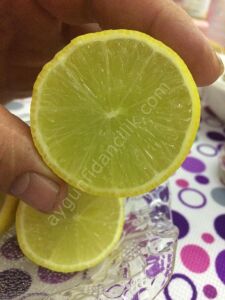 Tahiti Lime Fidanı Yeşil - Çekirdeksiz