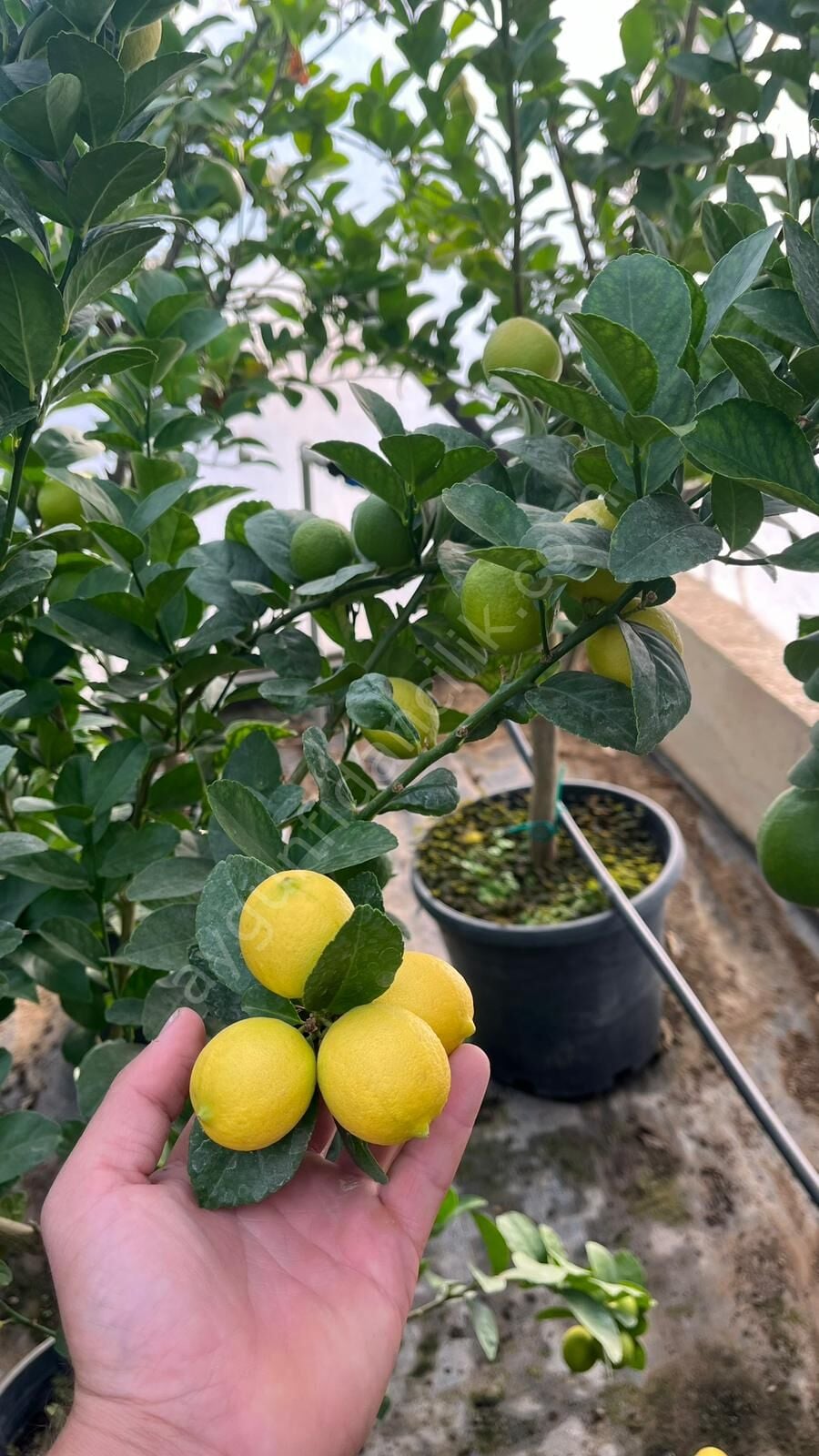 Meksika Lime Fidanı