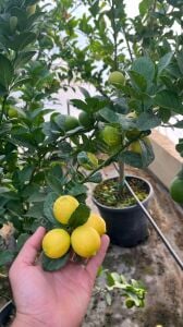 Meksika Lime Fidanı