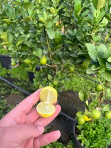 Meksika Lime Fidanı