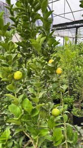 Meksika Lime Fidanı
