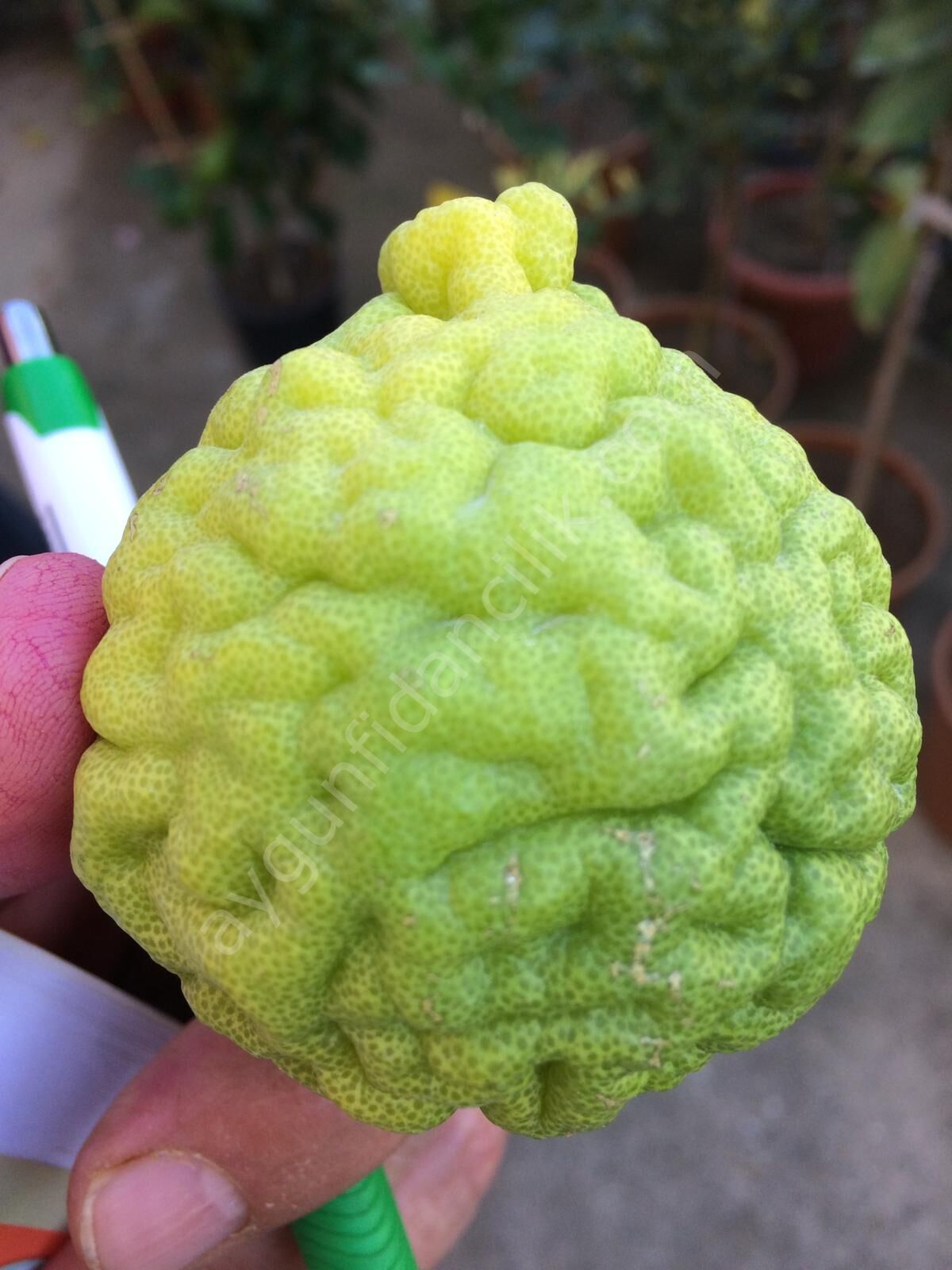 Kaffir Lime Fidanı