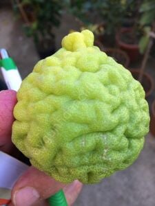 Kaffir Lime Fidanı
