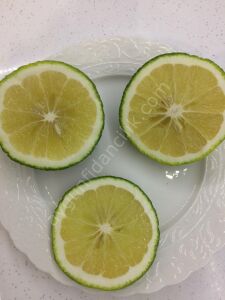 Kaffir Lime Fidanı