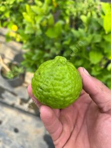 Kaffir Lime Fidanı