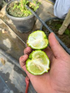 Kaffir Lime Fidanı
