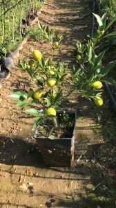 Limequat (Tavares) Limon Fidanı