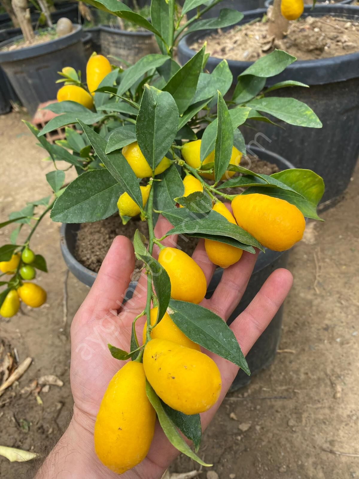 Limequat (Tavares) Limon Fidanı