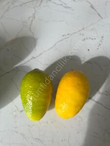 Limequat (Tavares) Limon Fidanı