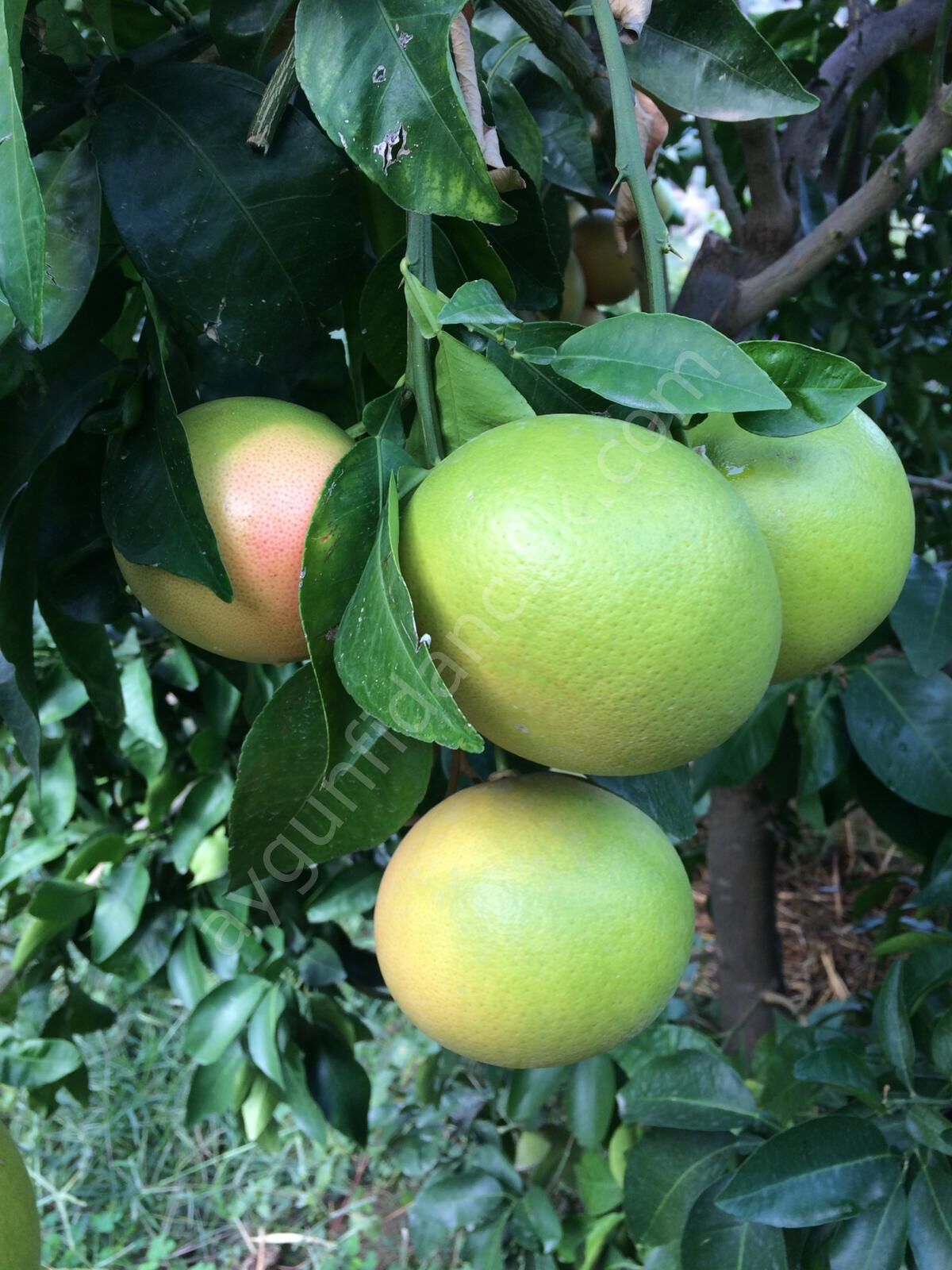 Kanlı Greyfurt Fidanı