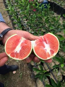 Kanlı Greyfurt Fidanı