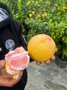 Kanlı Greyfurt Fidanı