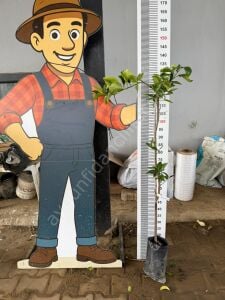 Kanlı Greyfurt Fidanı