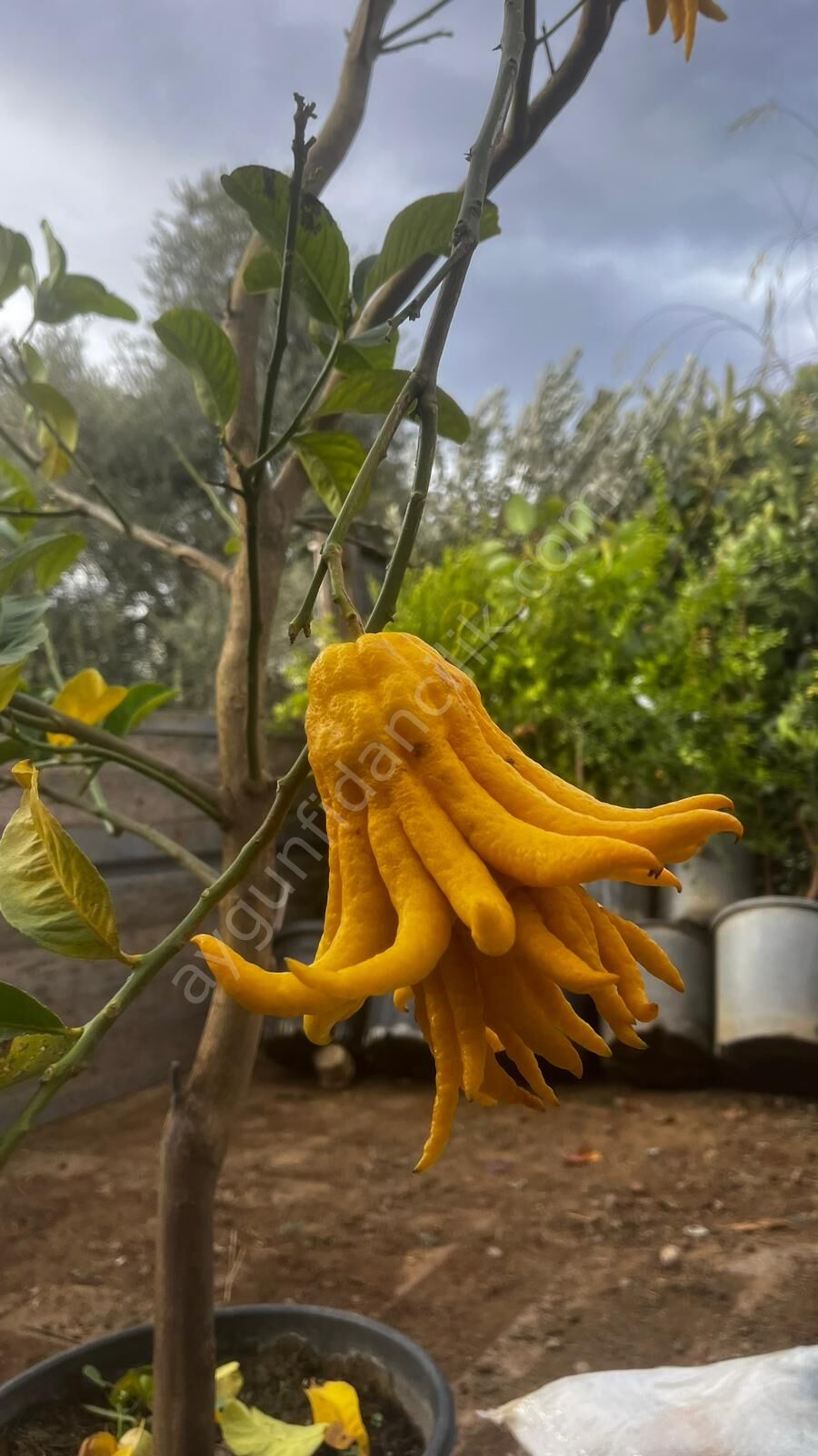 Budanın Eli Ağaç Kavunu Fidanı