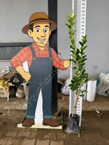 Budanın Eli Ağaç Kavunu Fidanı