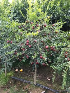 Blood Lime Limon Fidanı