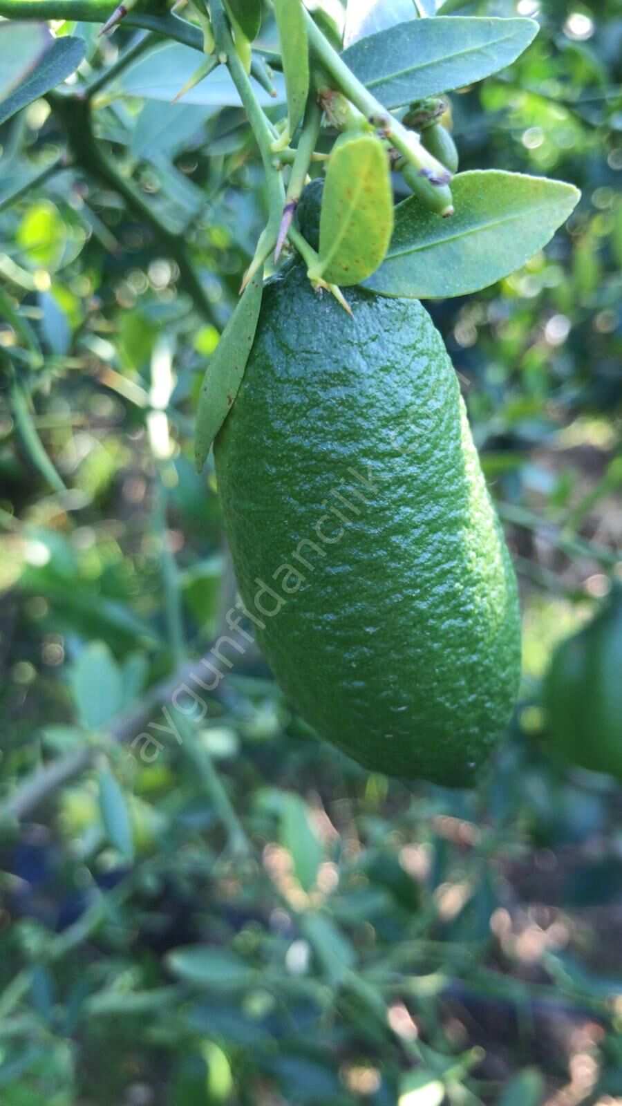Yeşil Finger Lime Fidanı