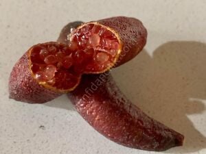 Mia Rose (Pembe) Havyar Limon Fidanı