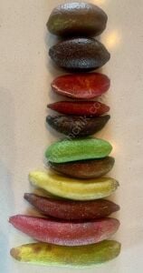 Mia Rose (Pembe) Havyar Limon Fidanı