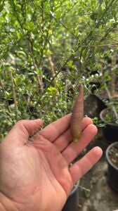 Mia Rose (Pembe) Havyar Limon Fidanı