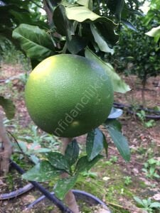 Şadok Ağaç Kavunu Fidanı (Citrus Pomelo)