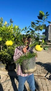 Şadok Ağaç Kavunu Fidanı (Citrus Pomelo)
