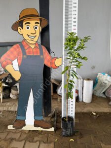 Şadok Ağaç Kavunu Fidanı (Citrus Pomelo)