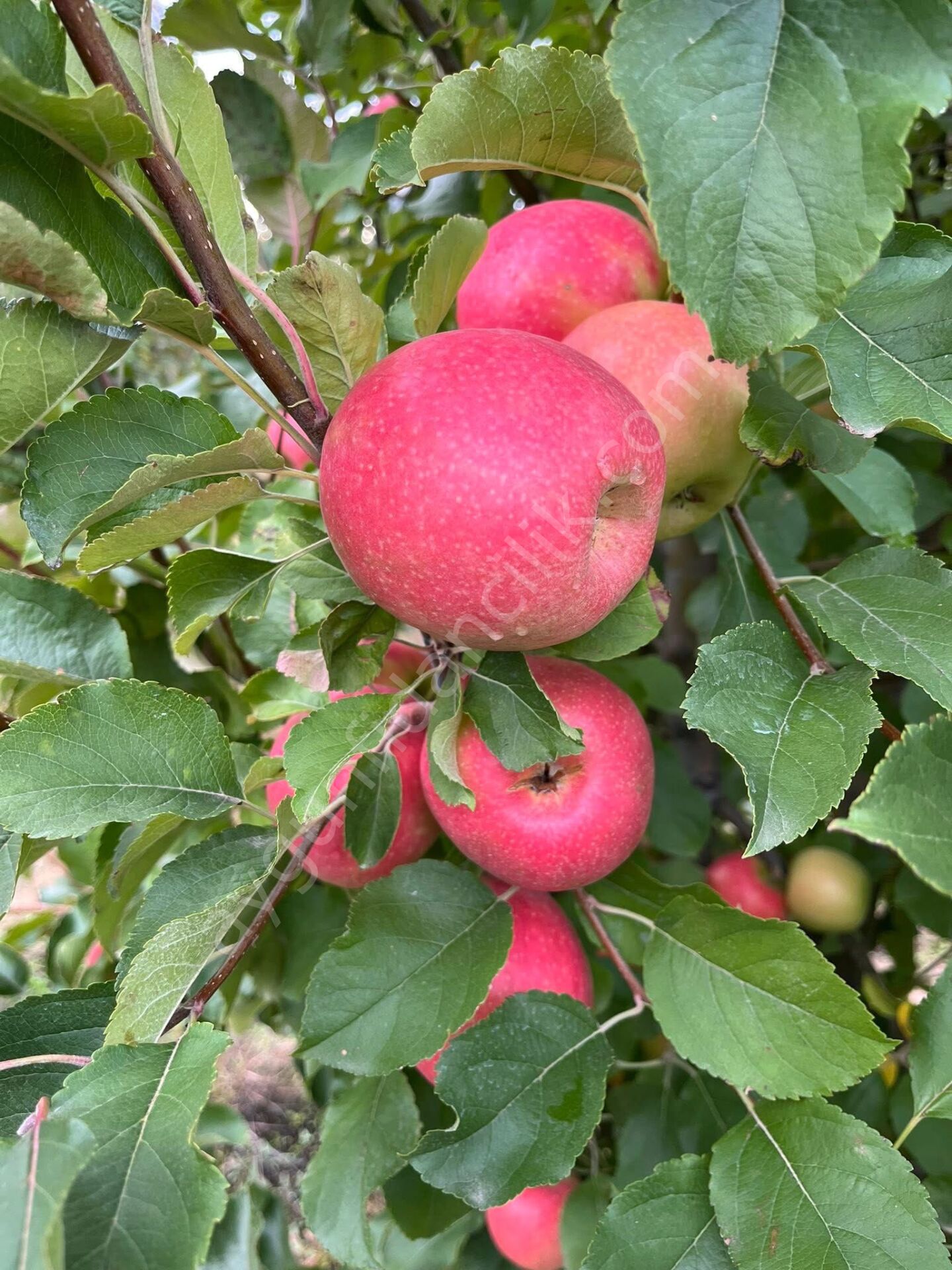 Rose Glow Elma Fidanı