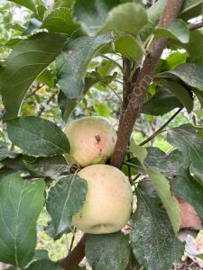 Carsemet (Bahar) Elma Fidanı