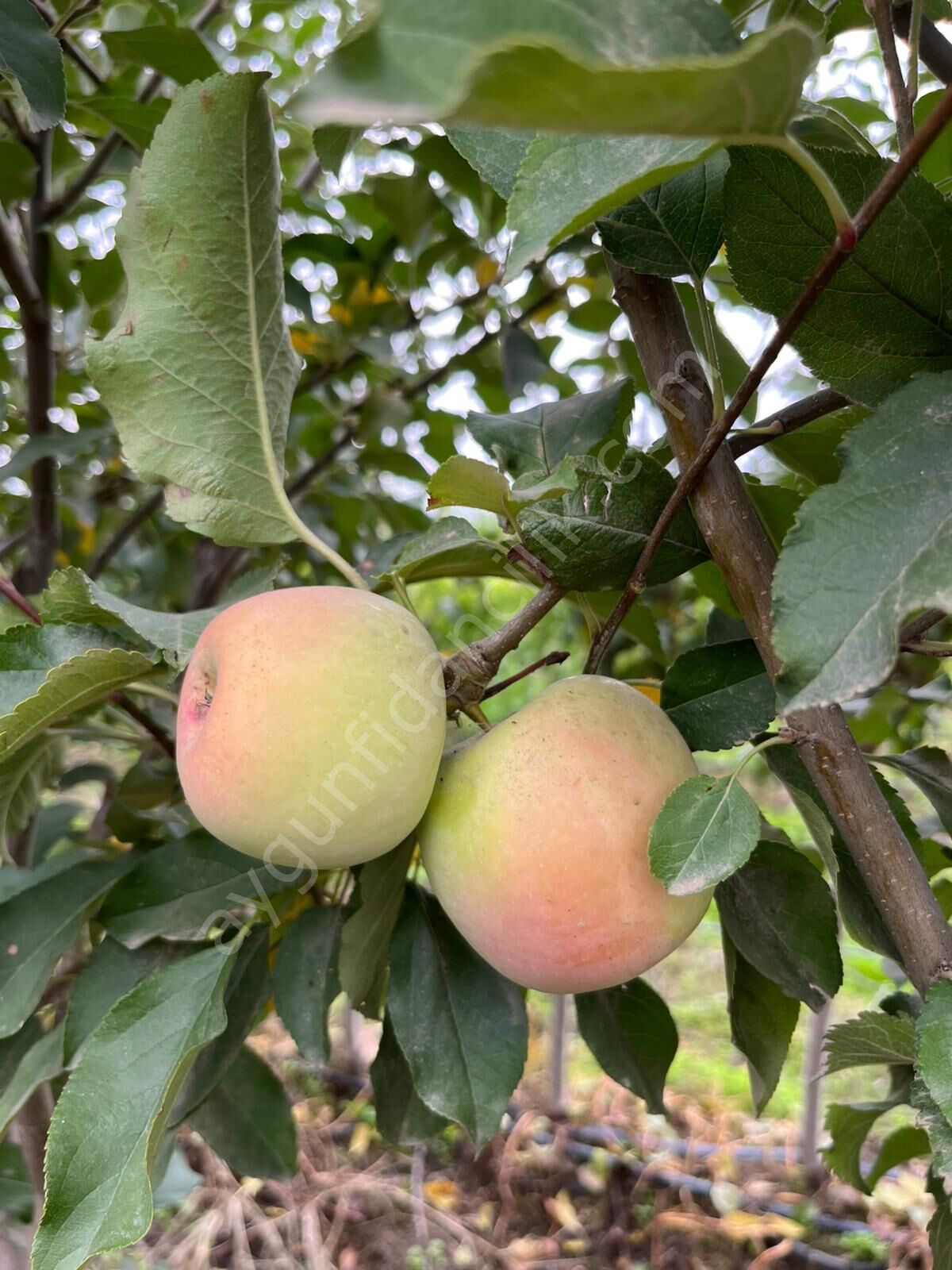 Carsemet (Bahar) Elma Fidanı