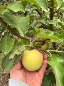 Carsemet (Bahar) Elma Fidanı