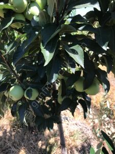 Granny Smith Elma Fidanı